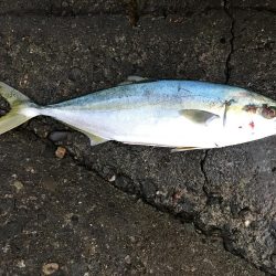 楽しかった朝まずめ