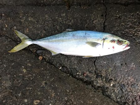 楽しかった朝まずめ