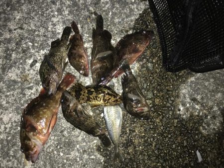 釣り納めメバリング