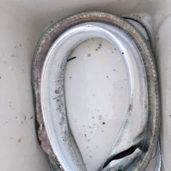 タチウオ　年内はまだ大丈夫