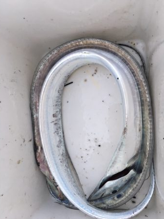 タチウオ　年内はまだ大丈夫