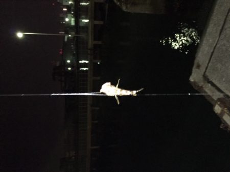 南港フェリーターミナル