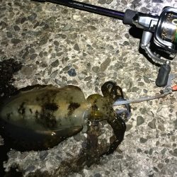 南あわじでドーンっ!