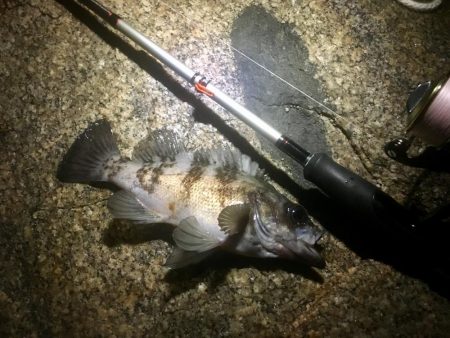 爆風爆釣メバリング!