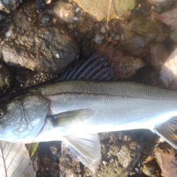 シーバスウェーディング