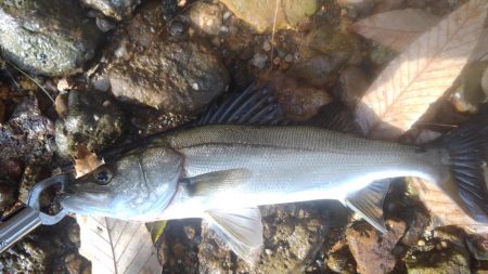 シーバスウェーディング