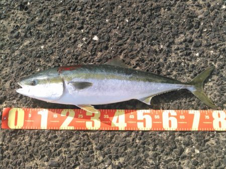 初ショアブリ！