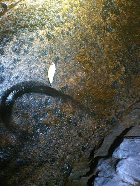 浜名湖シーバスナイトゲーム