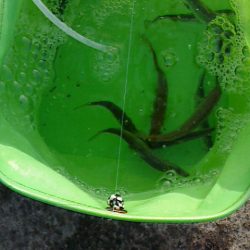 サビキでわらしべならず