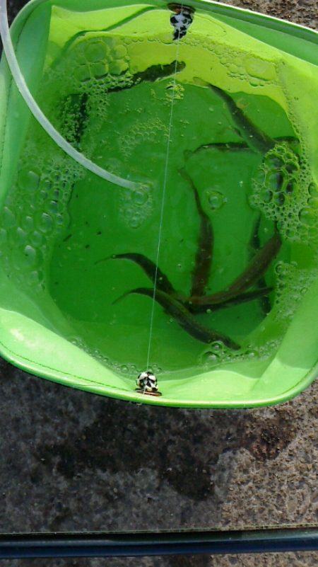 サビキでわらしべならず