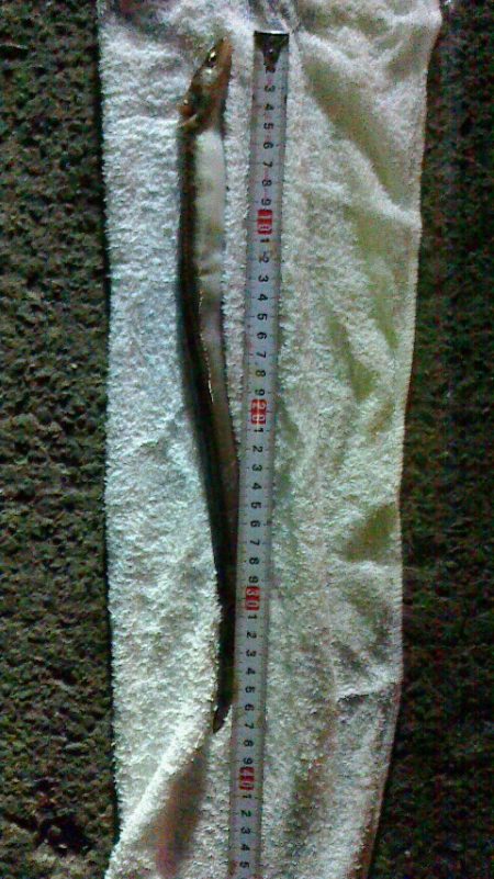 ブラクリでアナゴ