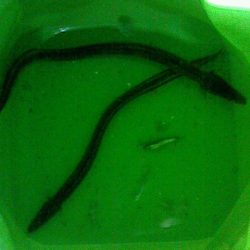 サビキ後のブラクリ