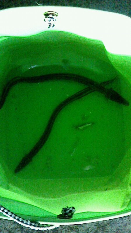 サビキ後のブラクリ