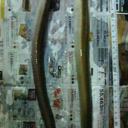 少しずつ太くなってる