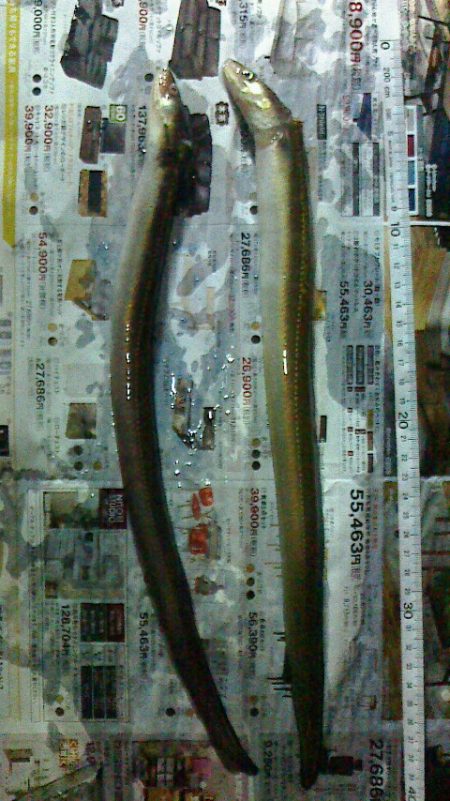 少しずつ太くなってる