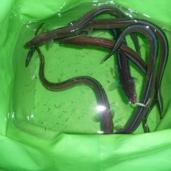 キビナゴ15匹で1ダース