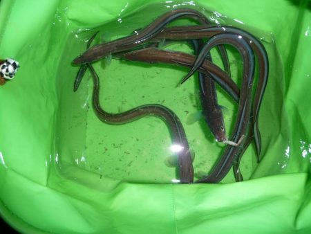 キビナゴ15匹で1ダース