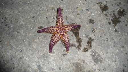 今年最後の釣行でアナゴ釣り