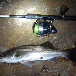 シーズン終了前のシーバス