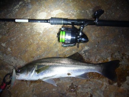 シーズン終了前のシーバス