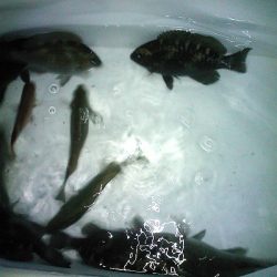 ファミリーフィッシング釣り納め