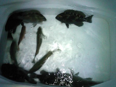 ファミリーフィッシング釣り納め