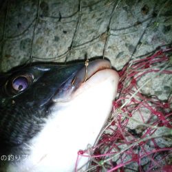 紀州釣りでチヌゲット!