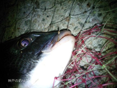 紀州釣りでチヌゲット!