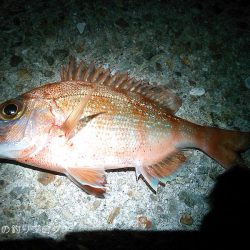 大物バラシ3連発!