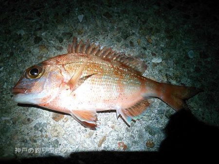 大物バラシ3連発！