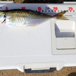 やっぱり凄い佐田岬!!　アジング釣行