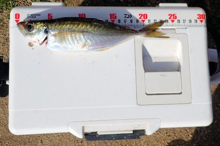 やっぱり凄い佐田岬!!　アジング釣行