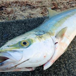 シーズン終盤　ブリ85cm!!