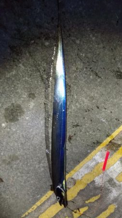 仕事終わりの夜釣り