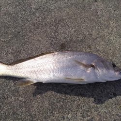 地域！田子の浦公園手前！