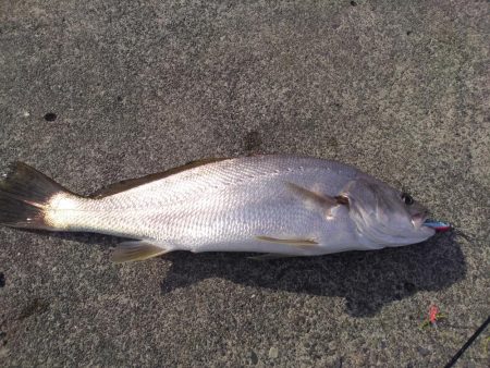 地域！田子の浦公園手前！