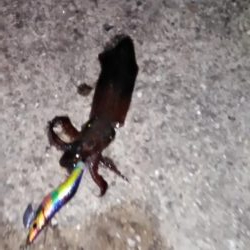 ヒイカリベンジ