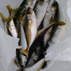 鳴尾浜釣り公園