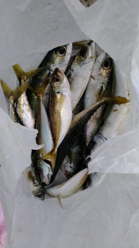 鳴尾浜釣り公園