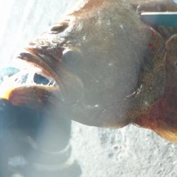 釣り納めライトゲーム