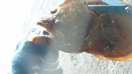 釣り納めライトゲーム