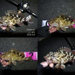 南港カモメ大橋ヘチ釣行 （ガシラ好釣果、小シーバス　釣果有り）