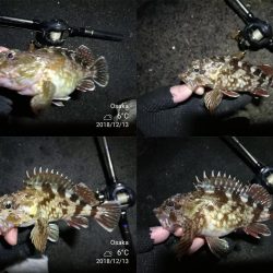 南港カモメ大橋ヘチ釣行 (激サム好釣果!キビレ44cm!、ガシラ、シーバス 釣果有り)