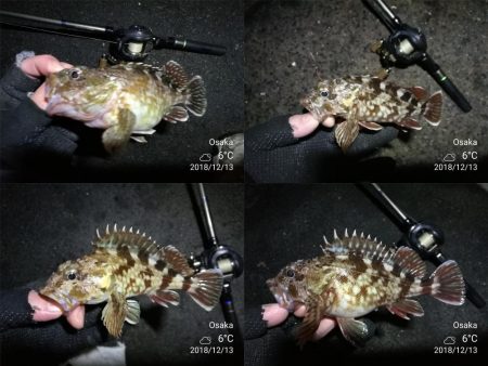 南港カモメ大橋ヘチ釣行 (激サム好釣果!キビレ44cm!、ガシラ、シーバス 釣果有り)