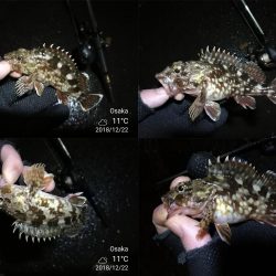 南港フェリーヘチ釣り （タケノコメバル 22cm、ガシラ 釣果有り）
