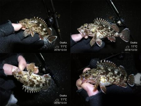 南港フェリーヘチ釣り （タケノコメバル 2…