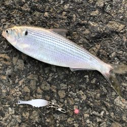 メッキうじゃうじゃ