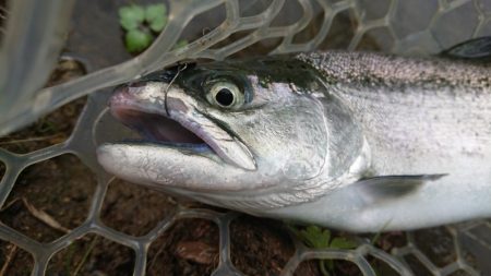 渋かったが、良型サクラマスキャッチ成功