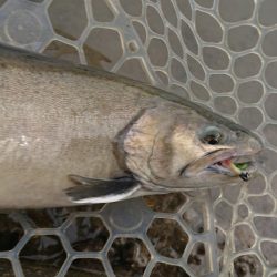 アクアヘヴン大イワナ捕獲成功♪