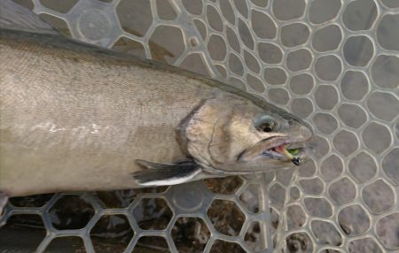 アクアヘヴン大イワナ捕獲成功♪